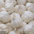 Supply Garlic New Season - precio barato